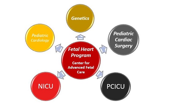 Fetal Heart Program's connections to NICU, PCICU, Pediatric Cardiac Surgery, Genetics and Pediatric Cardiology